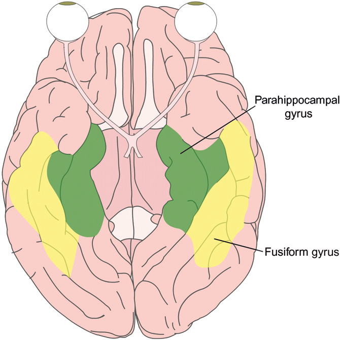 <p>recognition of faces</p>