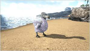 DOdo bird 