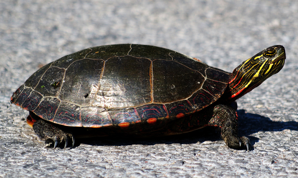 <p>Midland painted turtle</p>