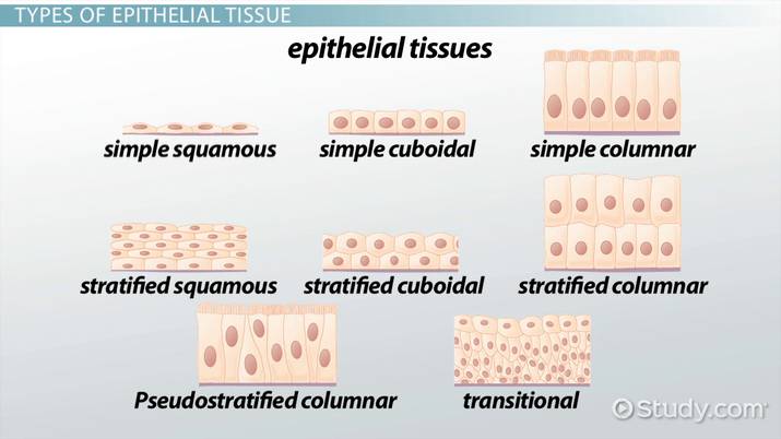 <ul><li><p>Based on shape and layers</p></li><li><p>Shape: (All are hexagonal from the top)</p></li></ul><ol><li><p>Squamos: Flat, disc shaped nucleus </p></li><li><p>Cuboidal: Cube or sqaure, center round nucleus </p></li><li><p>Columnar: Tall, Basal oval nucleus </p></li></ol>