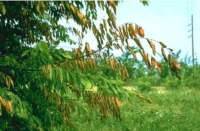 <p>erect reproductive structure</p><p>bearing compact conidiophores (fuse together = strand of wheat)</p><p>conidia at the end</p>