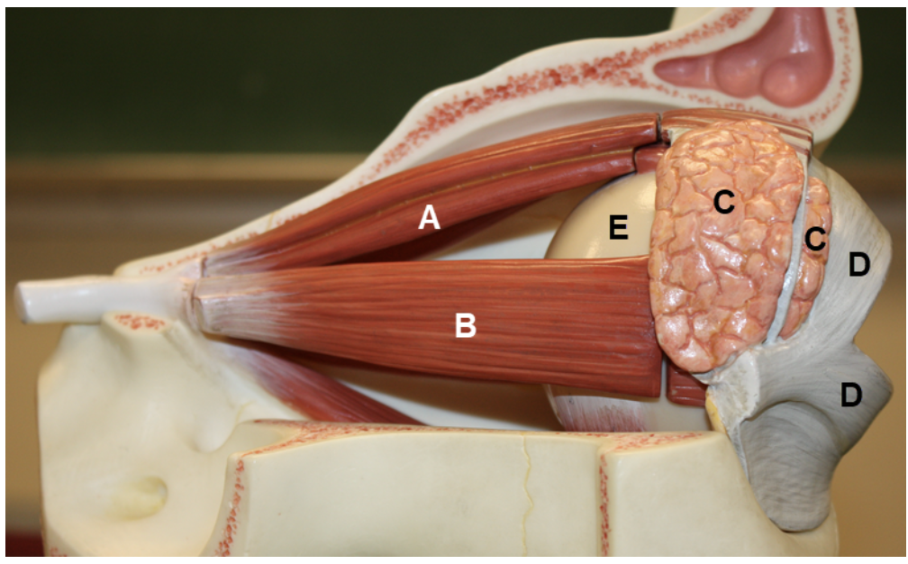 <p><span><span>In the image above, identify structures A-E.</span></span></p>