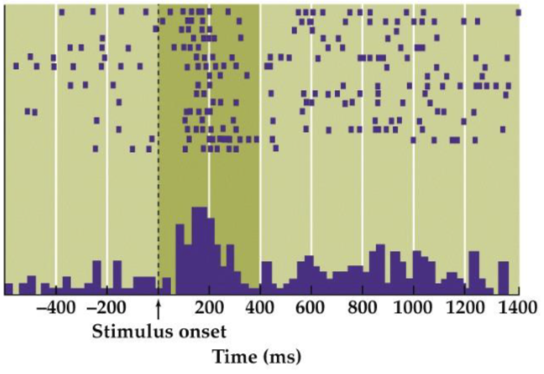 <p>• visual stimulus is present in receptive field of neuron that we record with electrode that is inserted in brain</p><p>• trials are visualized</p><p>• “spikes” → action potential, every time neuron is active</p><p>• visualized as purple dots in raster plot</p><p>• to count spikes at all time points, all trials on presentation of stimulus are aligned in peristimulus histogram</p>