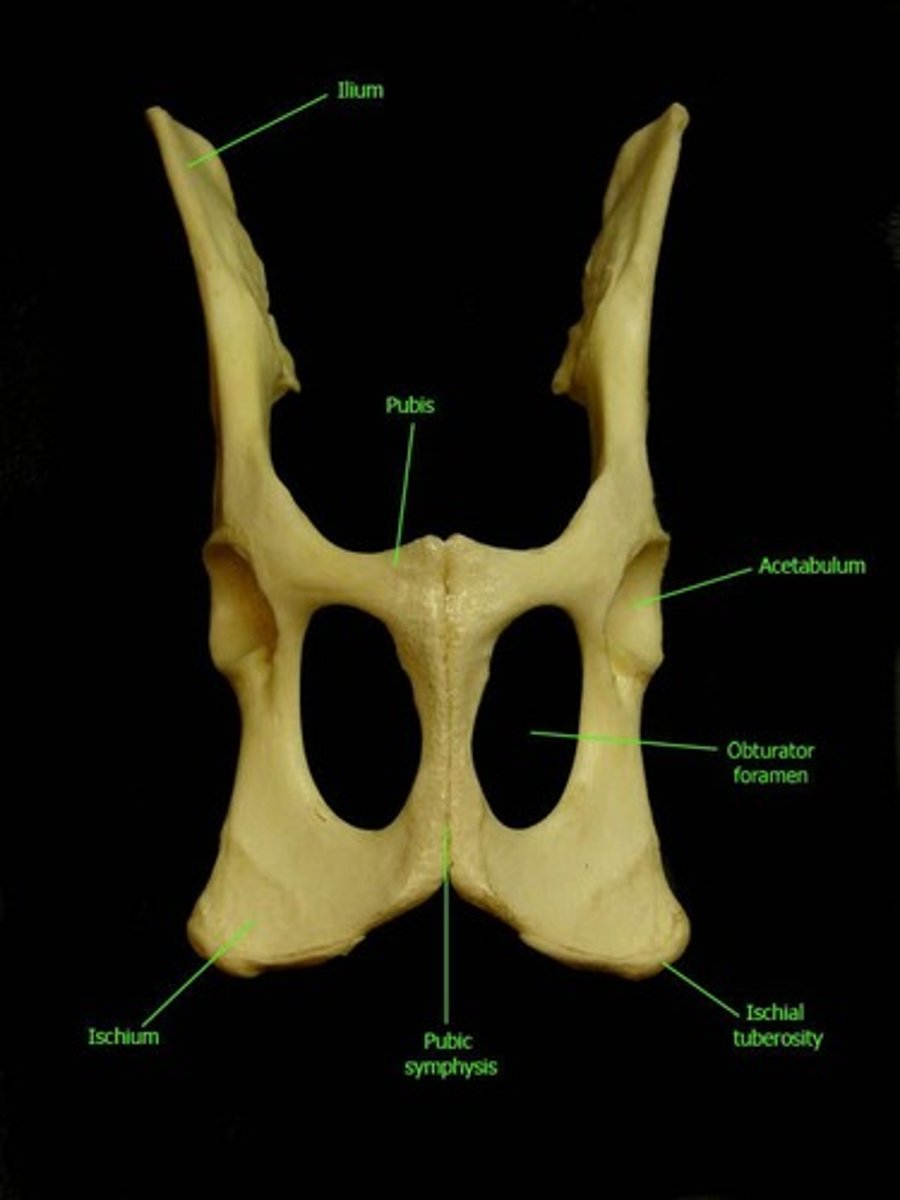 <p>acetabulum</p>