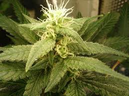 the major active ingredient in marijuana; triggers a variety of effects, including mild hallucinations