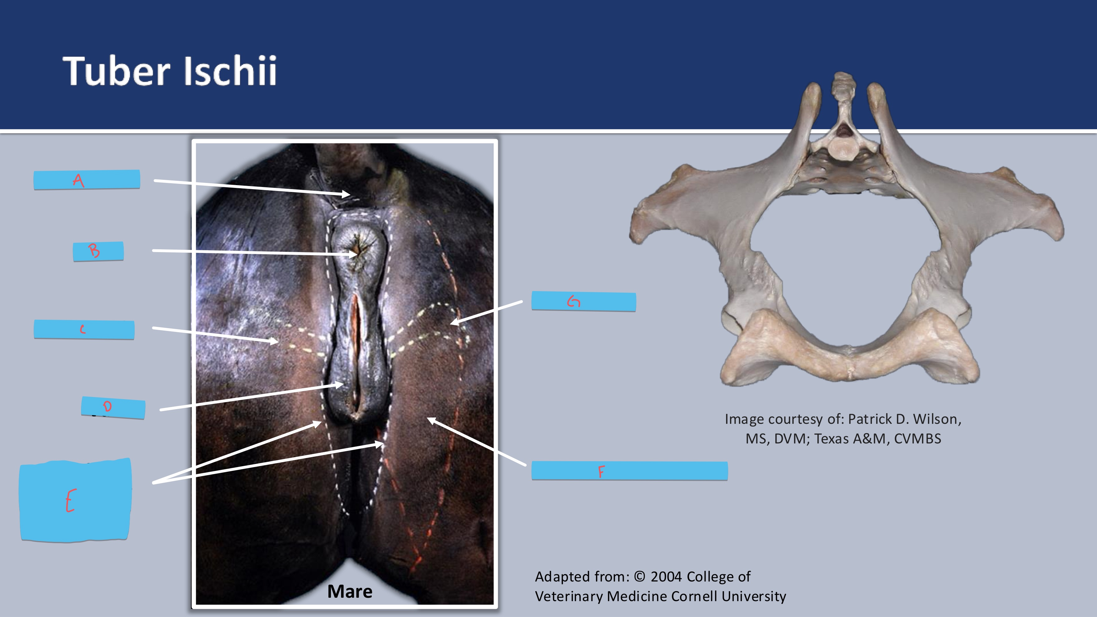 <p>what muscle is F</p>