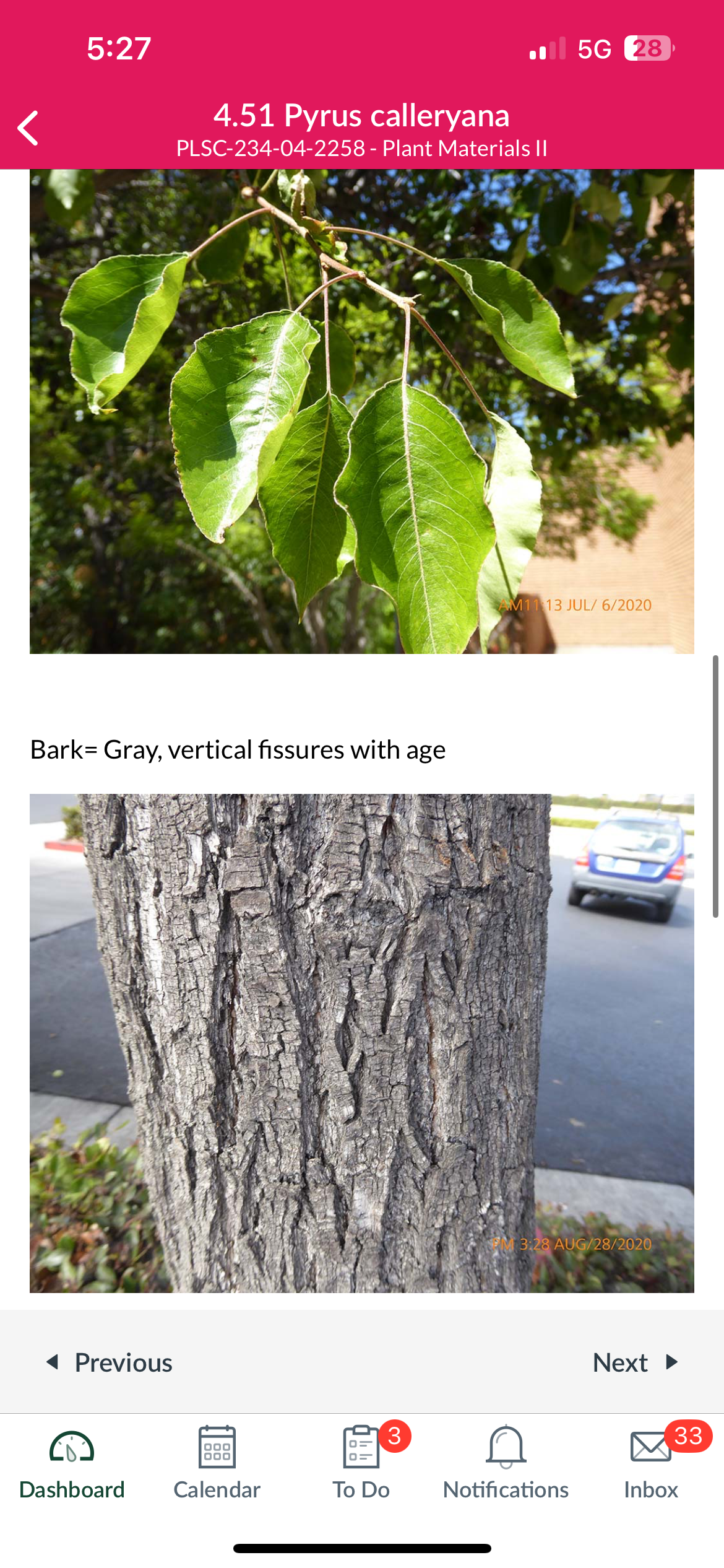 <p>Pyrus calleryana</p>