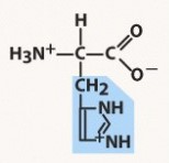 polar basic, positive charged R group
