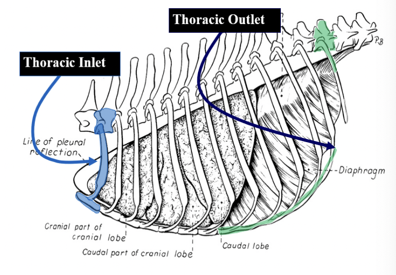 <p>Dorsal - Thoracic vertebrae</p><p>Lateral - Ribs &amp; costal cartilages</p><p>Ventral - Sternebrae</p><p>Cranial - Thoracic inlet</p><p>Caudal - Thoracic outlet</p>