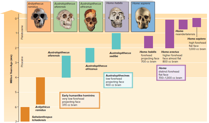 Fig 19.38 Human evolution.
