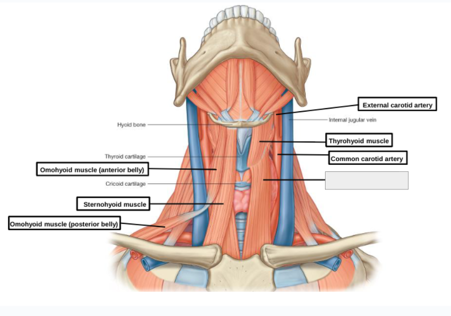 <p>what structure is that?</p>