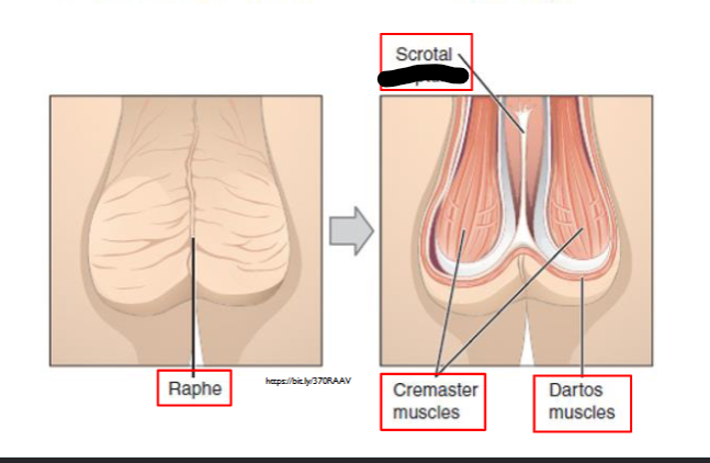 <p>What is this within the Scrotum?</p>