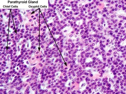 <p>cells of the parathyroid that produce PTH</p>