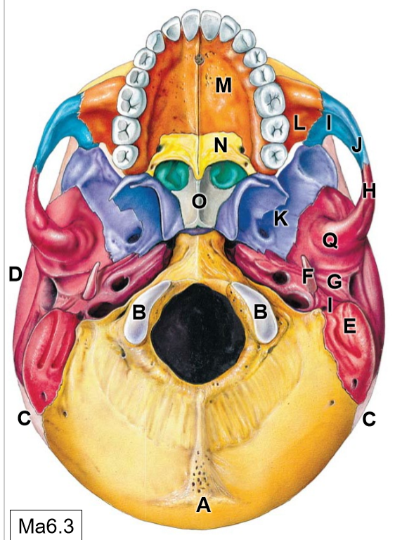 <p>K</p>