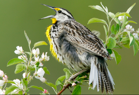 <p>Eastern Meadowlark</p>