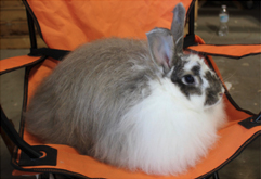 <p>Breed:<br>Showroom Classification:<br>Class:</p>