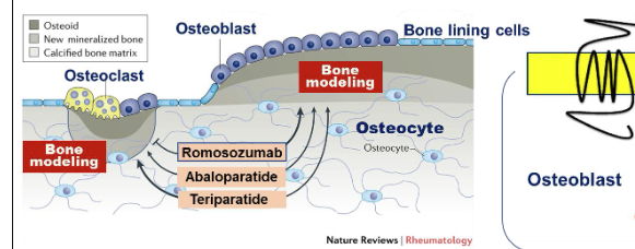 <ol><li><p>Antiresorptive = slow bone remodeling and <span style="color: red"><strong><em><u>reduce bone loss </u></em></strong></span></p></li><li><p>Anabolic = <span style="color: blue"><strong><em><u>stimulate bone formation </u></em></strong></span></p></li></ol><p></p>
