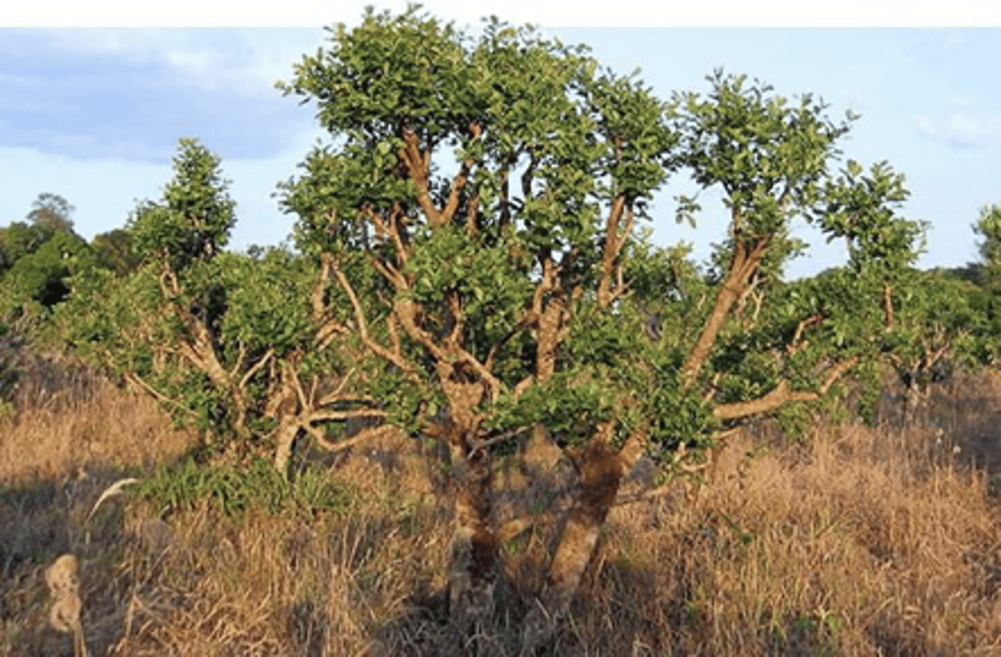 <p>Yohimbe; plant that produces yohimbine compound</p>