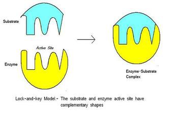 Enzyme Substrate Complex