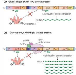 <p>lac operon has weak promoter</p>