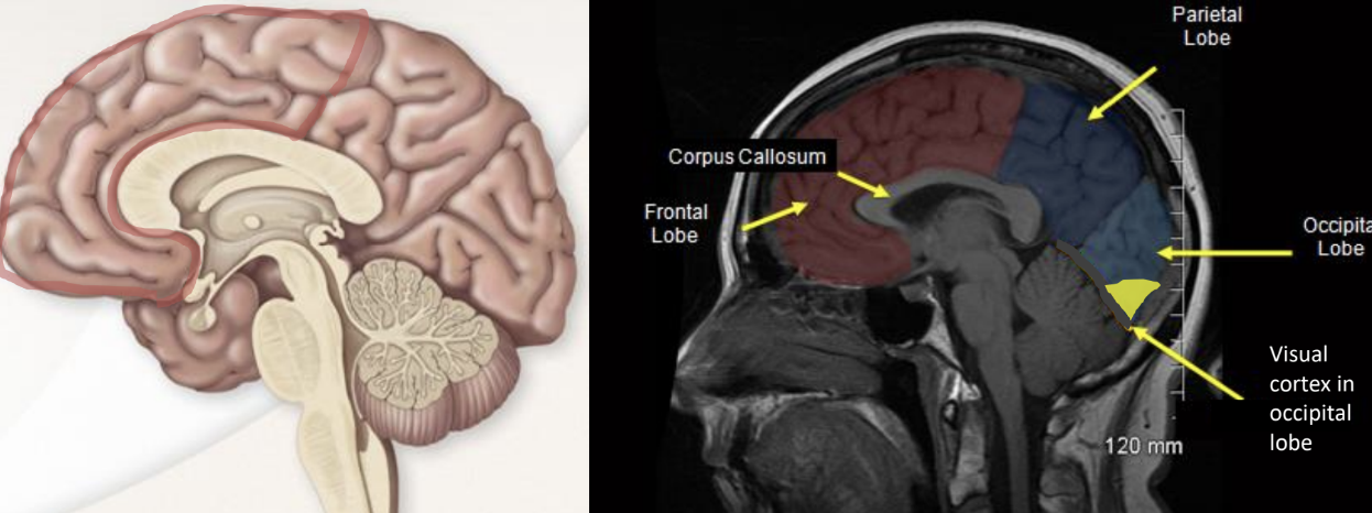 <p>A region in the brain responsible for executive functions such as planning, organizing, and managing time.</p>