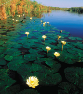 <p>Eutrophic lakes</p>