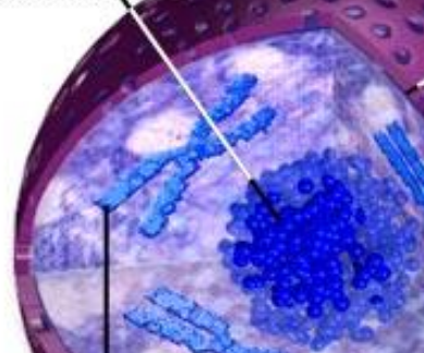 <p>What is the BLUE sphere in the center? What is it in?</p>