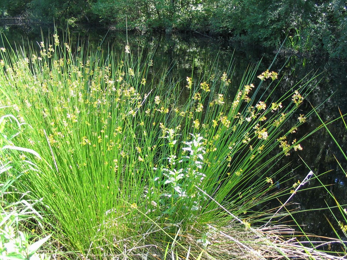 <p>Soft rush scientific name</p>