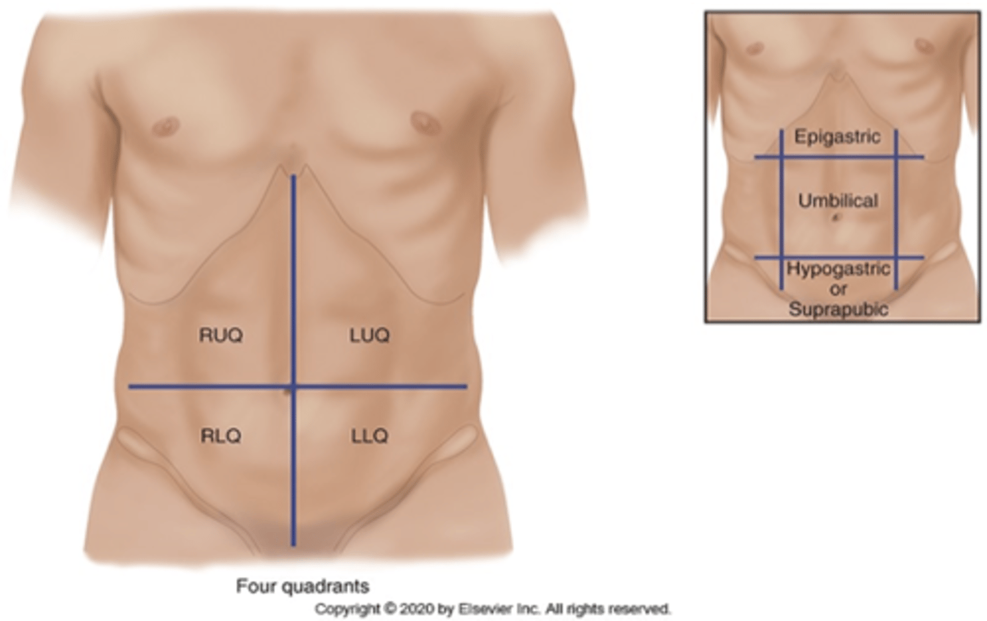 <p>4 quadrants: RUQ, LUQ, RLQ, LLQ</p>