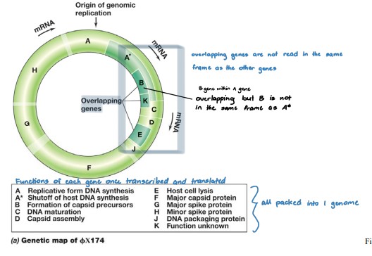 <ul><li><p>Class II DNA - ssDNA (+)</p><ul><li><p>(+) ssDNA → dsDNA intermediate form → (+) mRNA</p></li></ul></li><li><p>Icosahedral (sphere), ~25 nm in diameter, circular genome of 5386 nucleotides</p></li><li><p>Infection process</p><ul><li><p>Binds specifically to LPS surface on E. coli</p></li><li><p>genome is inserted, leaving the capsid outside</p></li><li><p>DNA replication via <strong>rolling circle replication</strong></p></li><li><p>Virion assembly</p><ul><li><p>SSBs (proteins that regulates processes such as transcription and translation) removed as ssDNA is packaged into the capsid</p></li></ul></li><li><p>Protein E inhibits peptidoglycan synthesis, cell walls start having holes, promotes cell lysis</p><ul><li><p>burst size = 500 virions</p></li></ul></li></ul></li></ul><p></p><p><strong>Genome has overlapping genes</strong></p><ul><li><p>insufficient DNA to encode all viral‐specific proteins</p></li><li><p>parts of the genome are transcribed in more than one reading frame</p><ul><li><p>Genes reside within genes but with different promoters and frame reads • For gene A, same mRNA can be translated into 2 different proteins (A and  A*) each with a different start codon</p></li></ul></li></ul><p></p>