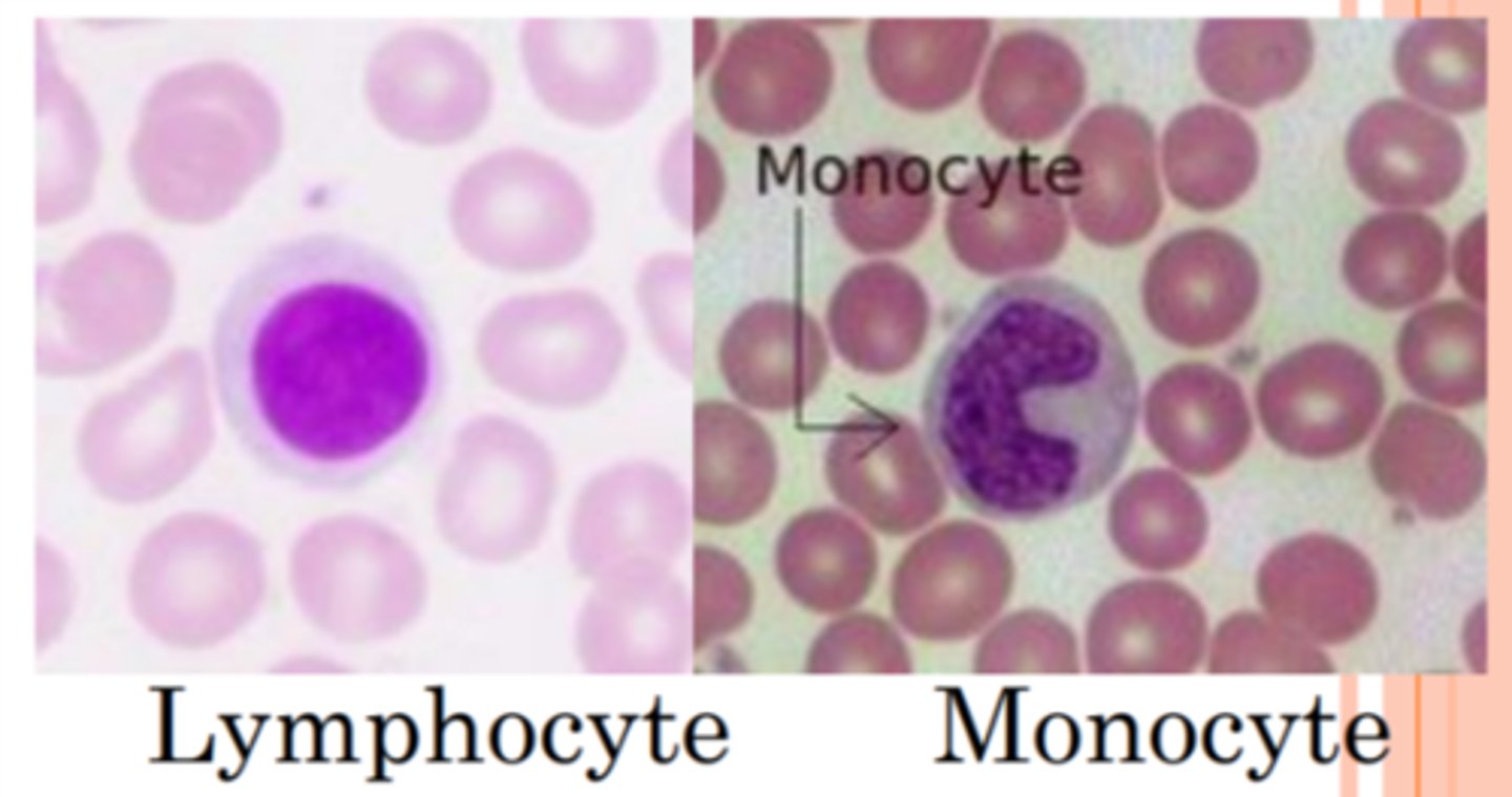 <p>monocytes and lymphocytes</p>