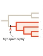 <p>shared, <em>derived </em>trait <strong>shared </strong>by 2 or more descendant taxa</p><p> (trait <strong>A </strong>occurs only in red branches)</p>