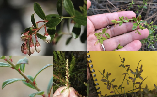 Family: Ericaceae (heath)

Common: shiny blueberry

Size: low lying, branching shrub. forms colonies from rhizomes. Up to 3ft tall.

Persistence: evergreen

Habitat: coastal plains, flatwoods, drier sites among flats

Bark: herbaceous (green stem), young twigs glabrous or shortly pubescent
Leaf: simple, alternate, sessile, glossy smooth green, oblanceolate or elliptic, slightly crenate margins, consistently formed. thick and leathery.

Flowers: Urceolate (bell-shaped), 2-8 in axillary fascicles

Fruit: Drupes (flavored sand), blue-black

Uses: ground birds

Tolerance: Fire tolerance due to underground roots and high tolerance for drought.