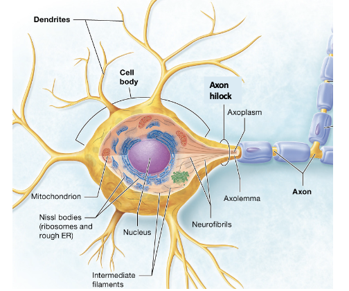 <ul><li><p><span>Dendrites and cell bodies</span></p><p><span>generate local potentials that spread to the axon hilock</span></p></li></ul><p></p>