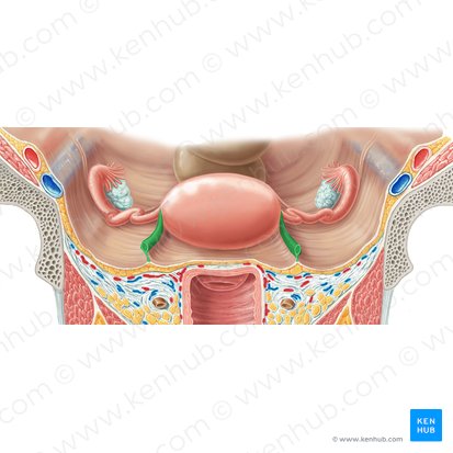 <ul><li><p>one side of it is attached to the uterus; it then crosses the pelvis through the deep inguinal ring which then traverses the inguinal canal and then enters the labia majora, where it terminates with its fibers blending into the mons pubis</p></li><li><p>formed from fetal gubernaculum</p></li></ul><p></p>