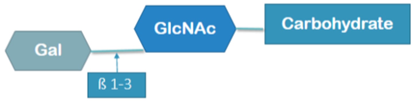 <p>precursor chain that ABO blood group is built on that floats free in secretions (saliva, tears, urine, digestive fluids (except CSF) as glycoproteins)</p><p>Glycolipids in plasma</p><p>Galactose sugar attaches on B1-3</p>