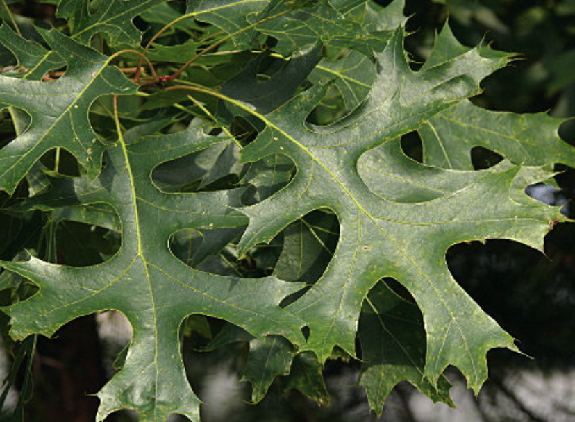 <p><em>Quercus coccinea</em></p><p>Fagaceae</p>
