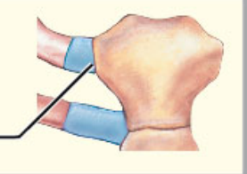 What structural category is this?

What functional category is this?