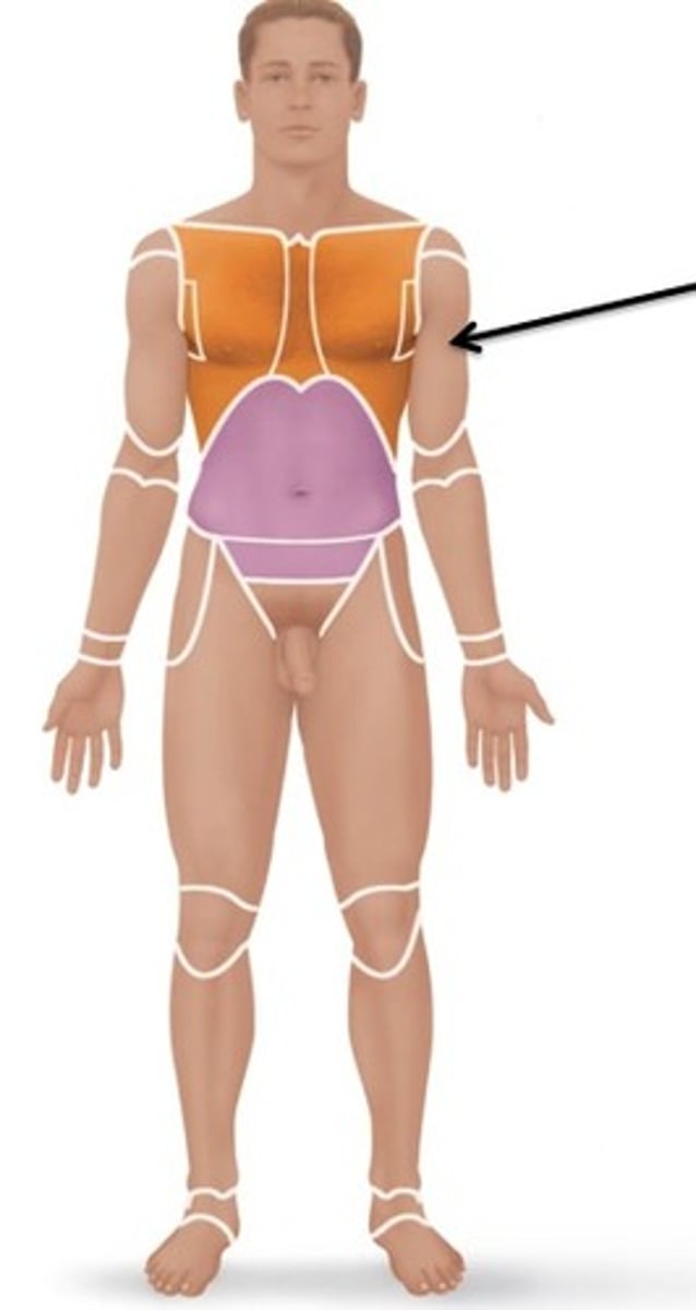 <p>Relating to the arm.</p>