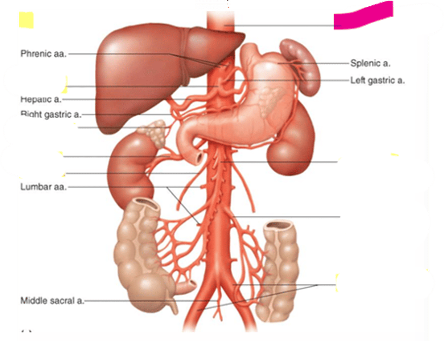 knowt flashcard image