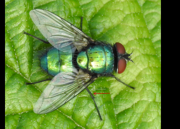 <p>Class: </p><p>Order: </p><p>Family:</p><p>Genus:</p><p>Species: </p><p>Common Name: </p><p>Associated with dead bodies</p>