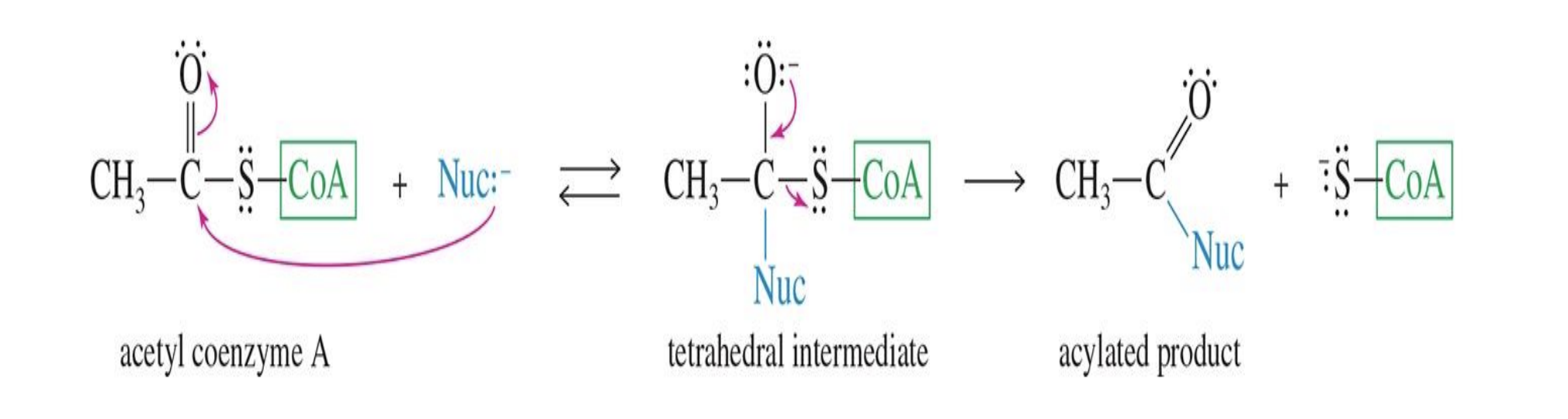 <p>Starting : </p><ul><li><p><strong>Acetyl CoA</strong> (acetyl coenzyme A)  CH₃-C(=O)-S-CoA</p></li></ul><p>Reagent: </p><p><strong>Nuc:</strong> (a nucleophile — could be an -OH, -NH₂, -SH, or another nucleophile)</p><p>Mechanism </p><ol><li><p><strong>Nucleophile attacks</strong> the carbonyl carbon of acetyl CoA → forms a tetrahedral intermediate</p></li><li><p><strong>CoA leaves</strong> as the leaving group</p></li><li><p><strong>Acylated product forms</strong> — the nucleophile now has an acetyl group attached</p></li></ol><p>End product </p><ul><li><p> <strong>acylated product</strong> (CH₃-C(=O)-Nuc)</p></li><li><p>Plus free <strong>coenzyme A</strong> (CoA-SH)</p></li></ul><p></p><p class="font-claude-response-body break-words whitespace-normal "></p>