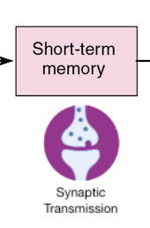 <p>STM forms through short-lasting changes in synaptic transmission, such as small increases or decreases in synaptic strength</p>