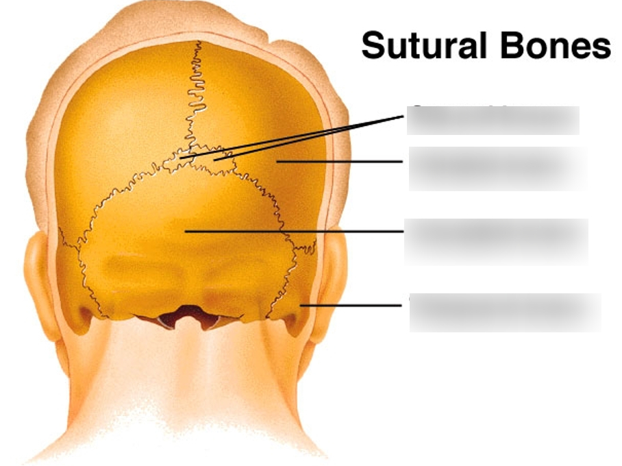 <ul><li><p>Small, flat, irregularly shaped bones.</p></li><li><p>They may be found between the flat bones of the skull.</p></li><li><p>They vary in number, shape, size, and position.</p></li></ul><p></p>