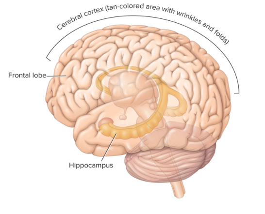 <ul><li><p>hippocampus</p></li><li><p>surrounding cerebral cortex (esp. frontal lobes)</p></li></ul><p></p>