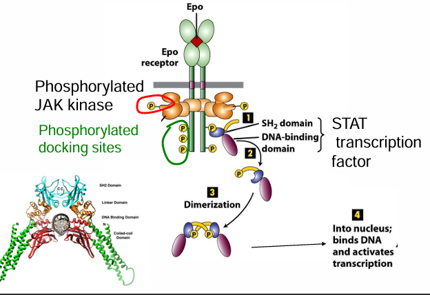 <ul><li><p>The phosphorylated docking sites can now bind with STAT transcription factors </p></li><li><p>They then dimerize to become activated&nbsp;</p></li></ul><p></p>