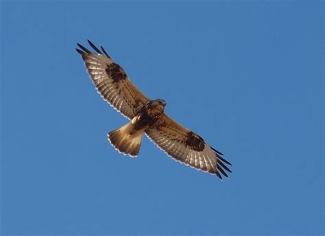 Lighter head, VERY feathered legs, dark wrist patches, dark brown/white speckled. Males and females similar.
