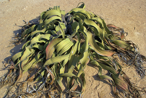 Gnetum, Ephedra