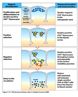 <p>-positive selection: process of rescue from cell death and maturation to SP CD4 or SP CD8 cells upon recognition of MHC-self peptides; signal is modest and sustained</p><p>-negative selection: TCR receptors that respond too strongly to self peptide are eliminated as potentially self reaction; signal is strong</p>