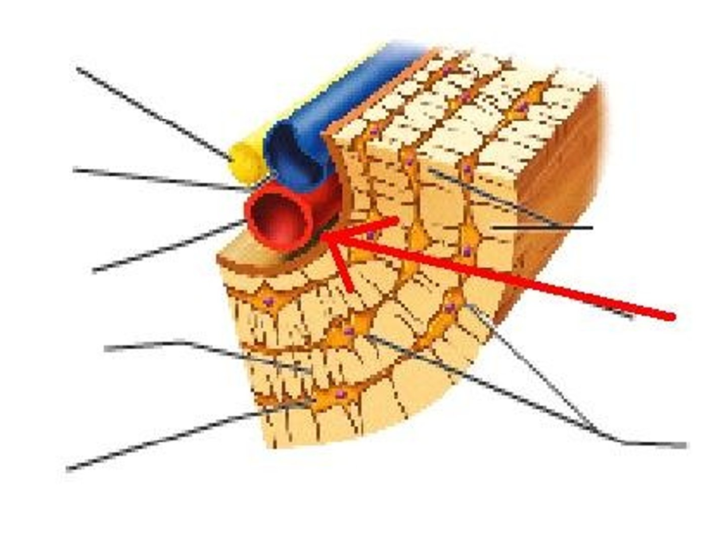 <p>The hollow center of an osteon, also known as a Haversian canal. The central canal contains blood vessels, lymphatic vessels, lymphatic vessels, and nerves. Bone is laid down around the central canal in concentric rings called lamellae.</p>